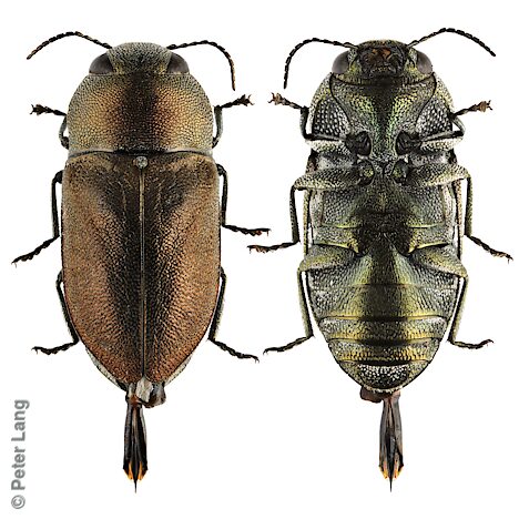 Anilara sp. Golden bronze, PL5736A, male, SL, reared from Melaleuca halmaturorum, 5.4 × 2.5 mm